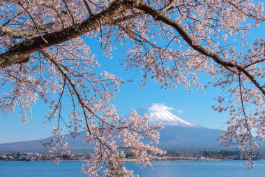Şapkalı, kar mavi gökyüzü ve güzel kiraz çiçeği ya da pembe Sakura çiçek ağaç bahar sezonu Gölü kawaguchiko, Yamanashi, Japan, Fuji Dağı. işareti ve popüler turistik mekanlar için