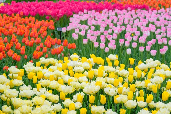 Schöne Bunte Tulpenblüten Die Garten Blühen Frühlingszeit — Stockfoto