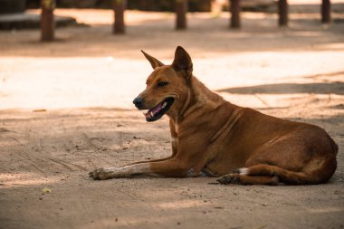 mutlu kahverengi renk köpek yerde yatan ve ileriye dönük