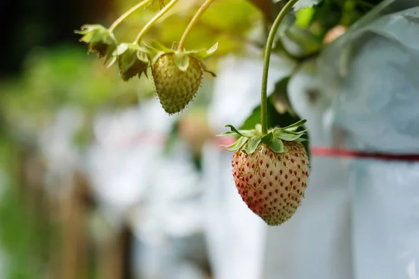 Fresh Strawberries Tree Red Ripe Green Harvesting Agriculture Plantation Concepts — Stock Photo, Image