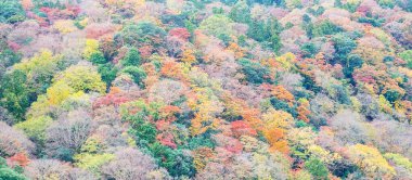 Rengarenk yapraklar, arka plan, sonbahar mevsimi. Arashiyama, Kyoto, Japonya