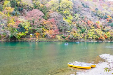 Renkli yapraklar ve Arashiyama 'daki Katsura nehri, manzara simgesi ve Japonya' nın Kyoto kentindeki turistler için popüler. Sonbahar sezonu, tatil, tatil ve gezi konsepti