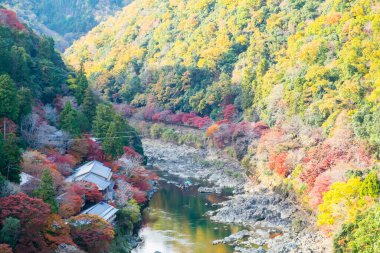 Renkli yapraklar ve Arashiyama 'daki Katsura nehri, manzara simgesi ve Japonya' nın Kyoto kentindeki turistler için popüler. Sonbahar sezonu, tatil, tatil ve gezi konsepti