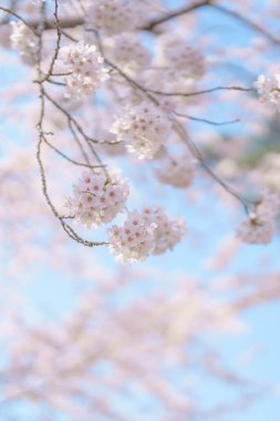 Güzel bir bahar günü, parkta mavi gökyüzüne karşı kiraz çiçeği, güneş ışığında çiçek açan Somei Yoshino Sakura. Japonya bahar sezonu için arka plan, şablon ve duvar kağıdı ve Hanami pikniği 