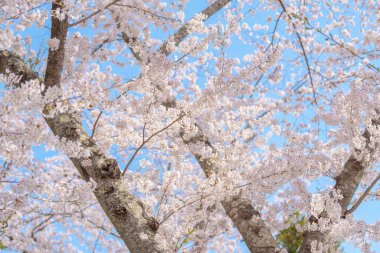 Güzel bir bahar günü, parkta mavi gökyüzüne karşı kiraz çiçeği, güneş ışığında çiçek açan Somei Yoshino Sakura. Japonya bahar sezonu için arka plan, şablon ve duvar kağıdı ve Hanami pikniği 