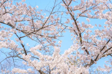 Güzel bir bahar günü, parkta mavi gökyüzüne karşı kiraz çiçeği, güneş ışığında çiçek açan bir Yoshino Sakura. Japonya bahar sezonu için arka plan, şablon ve duvar kağıdı ve Hanami 