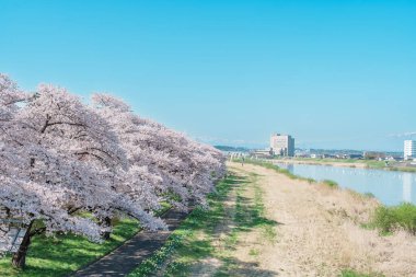 Kitakami Tenshochi Parkı ve Sakura Kiraz Çiçeği İlkbaharda, Kitakami Festivali. Iwate Bölgesi, Japonya 'da Iwate Dağı ve Kitakami Nehri. Seyahat ve Tatil için Meşhur Tarihi Yer 