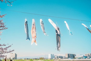 Kitakami Tenshochi Park ile Sakura Kiraz Çiçeği ve Koinobori ilkbaharda, Kitakami festivali Iwate ilinde, Japonya. Seyahat ve Tatil için Meşhur Tarihi Yer 