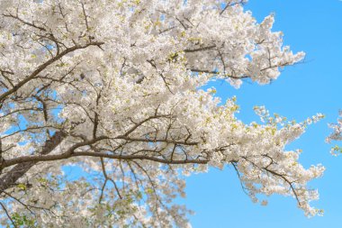 Güzel bir bahar günü, parkta mavi gökyüzüne karşı kiraz çiçeği, güneş ışığında çiçek açan Somei Yoshino Sakura. Japonya bahar sezonu için arka plan, şablon ve duvar kağıdı ve Hanami pikniği 