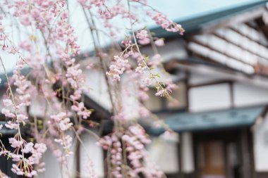 Kakunodate Samuray Köyü 'nde ağlayan güzel Shidarezakura Kiraz Çiçeği ya da Kakunodate Kasabası' nda Küçük Kyoto, Semboku Bölgesi, Akita Bölgesi, Japonya. Tarihi Eserler ve Tatil