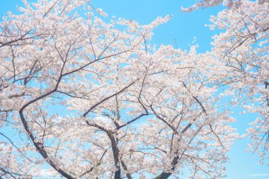Güzel bir bahar günü, parkta mavi gökyüzüne karşı kiraz çiçeği, güneş ışığında çiçek açan Somei Yoshino Sakura. Japonya bahar sezonu için arka plan, şablon ve duvar kağıdı ve Hanami pikniği 