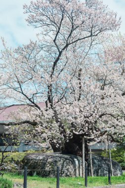 İlkbaharda kiraz ağacı ya da Ishiwarizakura kırılması. Iwate, Japonya 'nın Morioka şehrinde seyahat ediyor. Ünlü Landmark Seyahat ve Tatil Yeri