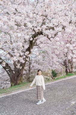 Baharda Sakura Kiraz Çiçeği 'ni gezen bir turist, Japonya' nın Tohoku kentindeki Yamagata bölgesindeki Tendo Park veya Maizuru Park 'ta gezen mutlu bir gezgin. Meşhur Seyahat ve Tatil Tarihi 