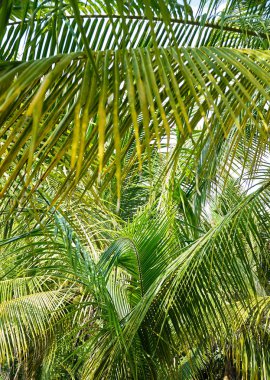 Tropikal görünüm. Orman. Sri Lanka.