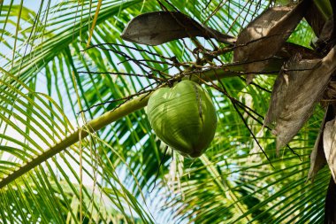 Palmiye ağacı üzerinde genç Hindistan cevizi. 