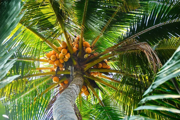 Young coconut on palm tree.