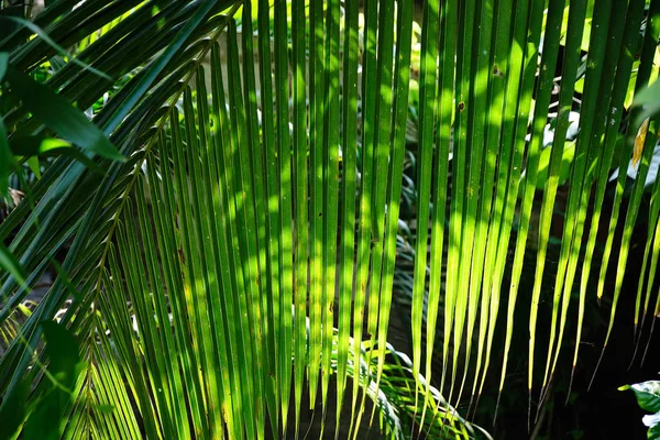 Tropische weergave. Jungle. Sri Lanka. — Stockfoto