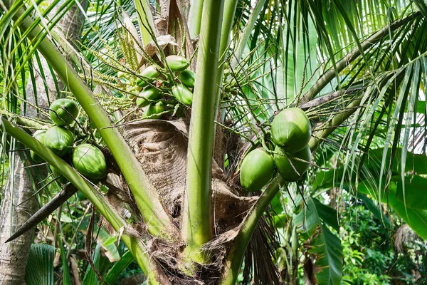 Young coconuts on palm tree.