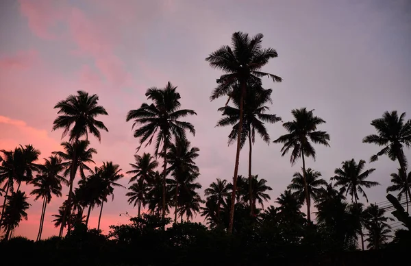 Palmas tropicais e céu. Sri-lanka . — Fotografia de Stock