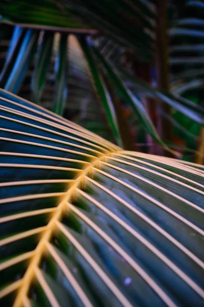 Árboles tropicales. Hoja de palma. Primer plano . —  Fotos de Stock
