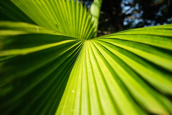 Feuilles de palmier tropicales colorées. Gros plan . — Photo