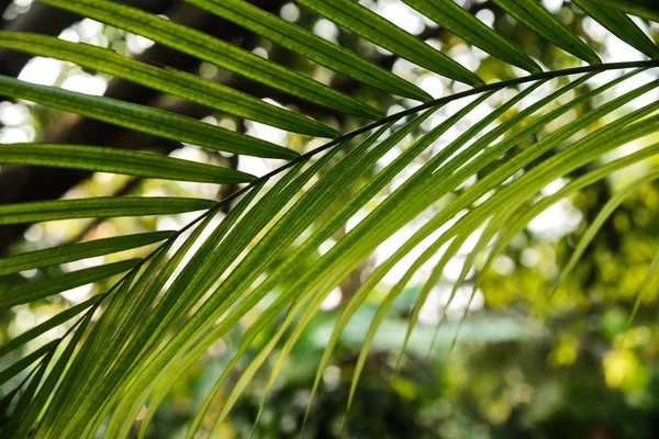 Feuilles de palmier tropicales colorées. Gros plan. Lumières d'été . — Photo
