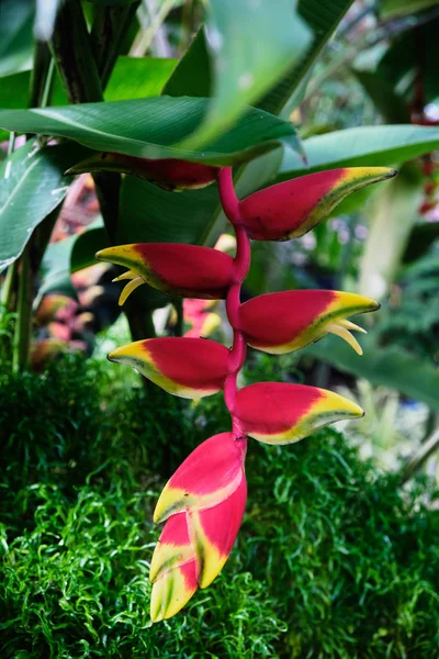 Kleurrijke tropische bloem. Heliconia bihai (rode palulu) bloem. Close-up. Mooi en helder bloemen van Sri Lanka. — Stockfoto