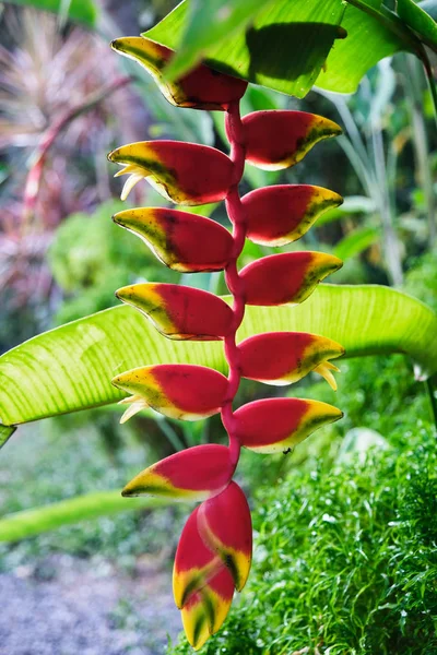 カラフルなトロピカルフラワー。ヘリコニア ザ ビハイ (赤 palulu) の花。クローズ アップ。スリランカの美しい、明るい花. — ストック写真