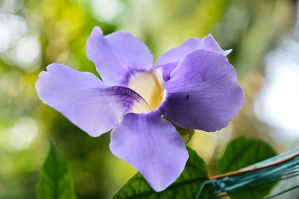 Colorful tropical flowers. Purple flower. Close-up. Beautiful and bright flowers of Sri Lanka.