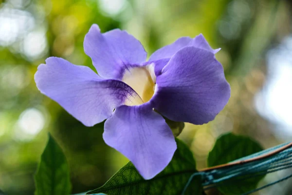 Kleurrijke tropische bloemen. Paarse bloem. Close-up. Mooi en helder bloemen van Sri Lanka. — Stockfoto