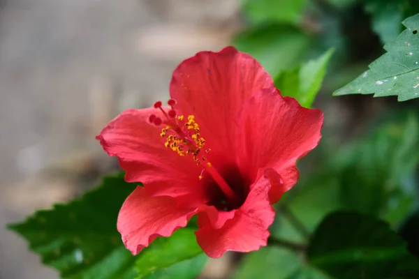 Colorful tropical flowers. Red Hibiscus. Close-up. Beautiful and bright flowers of Sri Lanka. — Stock Photo, Image