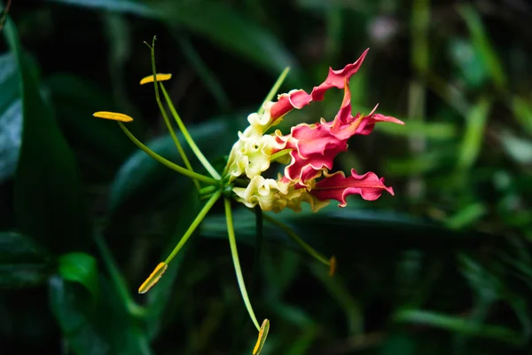 Exotische zeldzame kleurrijke tropische bloem. Close-up. Mooi en helder bloemen van Sri Lanka. — Stockfoto