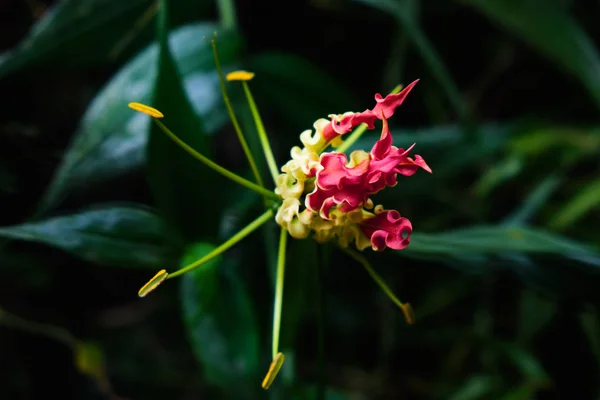 Exotische zeldzame kleurrijke tropische bloem. Close-up. Mooi en helder bloemen van Sri Lanka. — Stockfoto