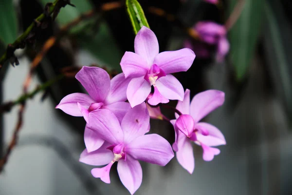 Exotic rare colorful tropical flower.  Violet orchid flowers. Close-up. Beautiful and bright flowers of Sri Lanka.