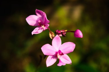 Egzotik nadir renkli tropikal çiçek. Pembe orkide çiçekler. Yakın çekim. Güzel ve parlak çiçekler Sri Lanka. 