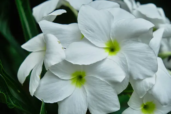 エキゾチックな珍しいカラフルな南国の花。フランジパニの花。クローズ アップ。スリランカの美しい、明るい花. — ストック写真