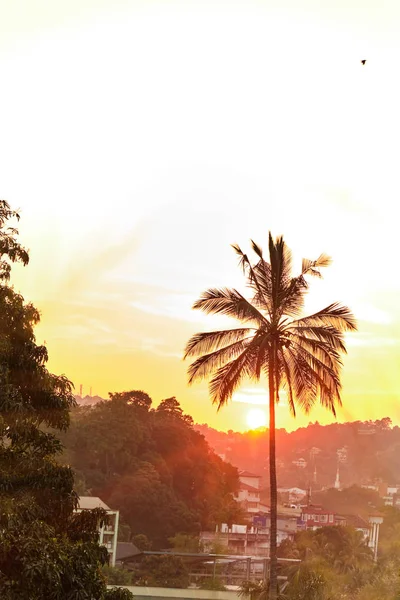 View of palm tree and buildings at sunset