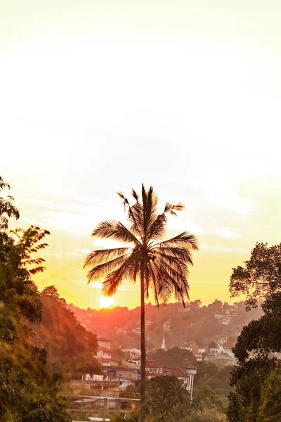 View of palm tree and buildings at sunset