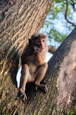 Ağaç dalı üzerinde oturan maymunun yakın çekim