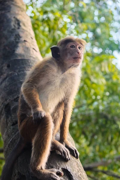 Close Monkey Sitting Tree Branch — Stock Photo, Image