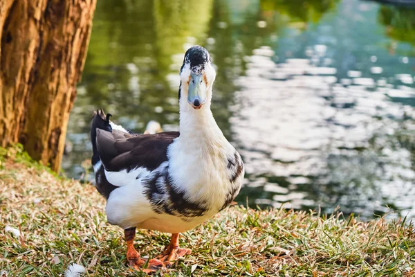 Zblízka Kachna Stojící Vedle Jezera — Stock fotografie