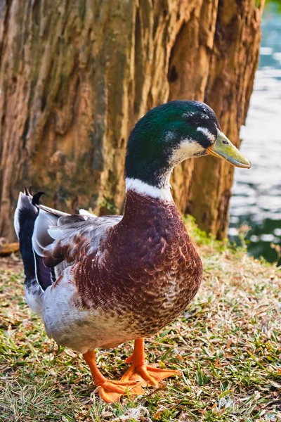 Nahaufnahme Einer Ente Die See Steht — Stockfoto