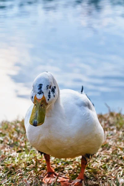 Zblízka Kachna Stojící Vedle Jezera — Stock fotografie