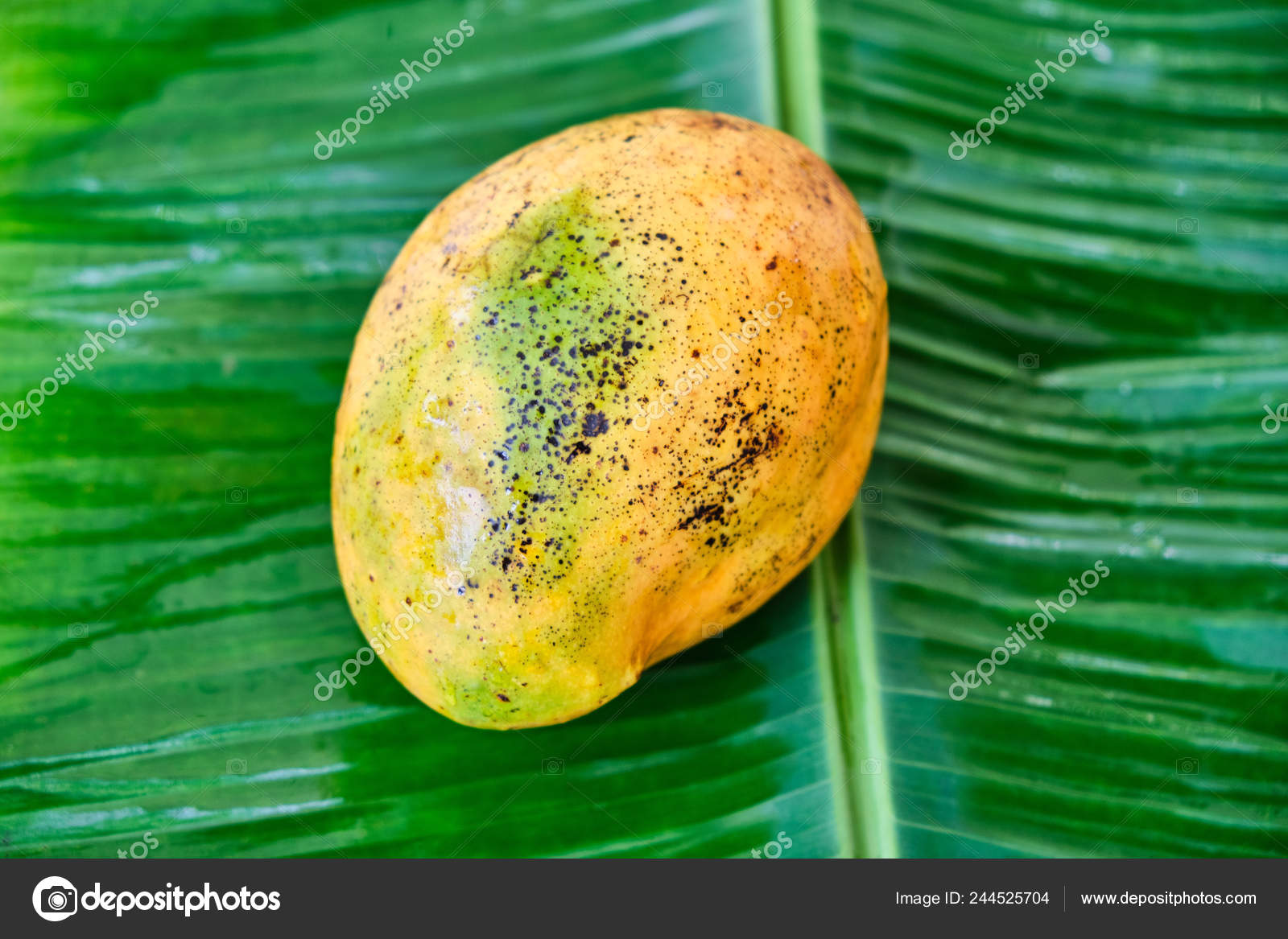 Ripe mango fruit on a green leaf. Closeup. Stock Photo by ©ilona