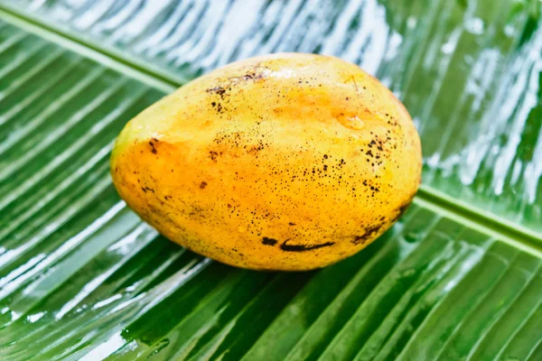 Ripe mango fruit on a green leaf. Close-up. — Stock Photo, Image