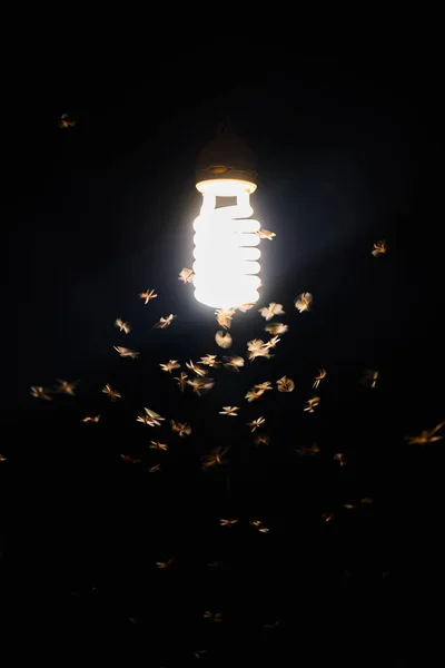 Moths flying around a lamp. — Stock Photo, Image