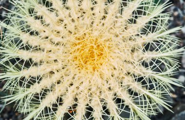 Büyük iğneli kaktüsler yakın..