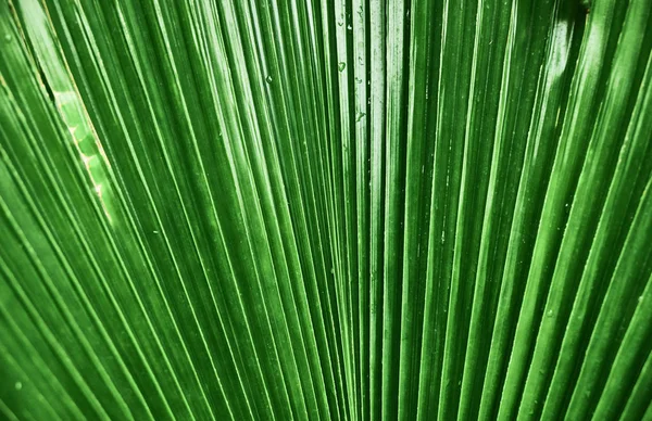 Kolorowe Tropikalne Palma Liści Szczelnie Góry Sri Lanka Lato Światła — Zdjęcie stockowe