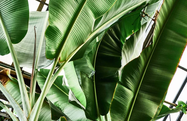 Colorate foglie di palma tropicale. Primo piano . — Foto Stock