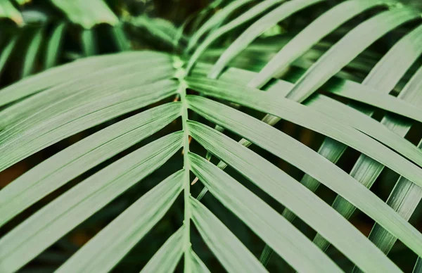 Colorate foglie di palma tropicale. Primo piano . — Foto Stock